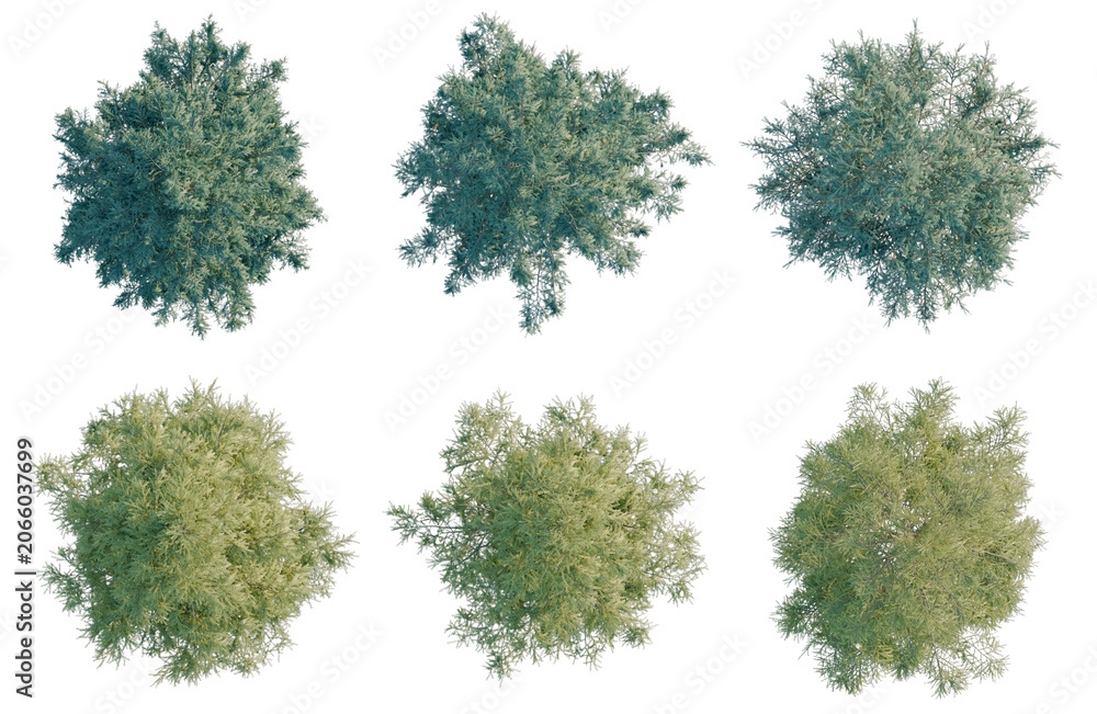 Obraz premium Set of Cedrus deodara tree plan, top view, cutout, transparent background, isolate, Collection of Realistic Evergreen Trees for Landscape Design and Architectural Visualization