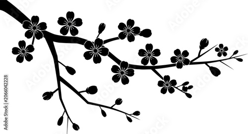 Black silhouette of a flowering cherry blossom branch with multiple open flowers and buds on a