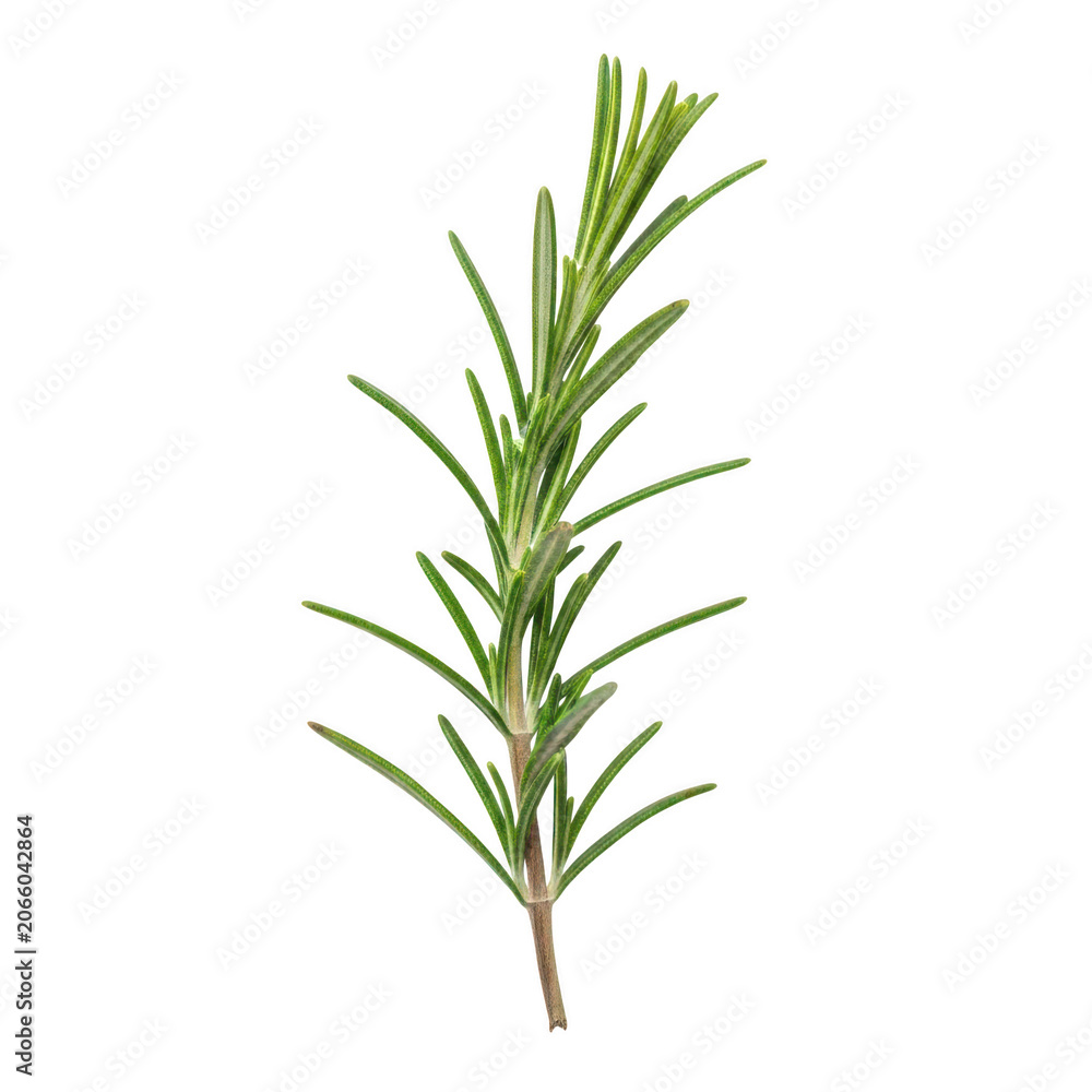 Fototapeta premium A close-up view of a rosemary sprig with vibrant green leaves and a woody stem.