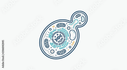 Photography Yeast cell illustration showing internal structures and budding process