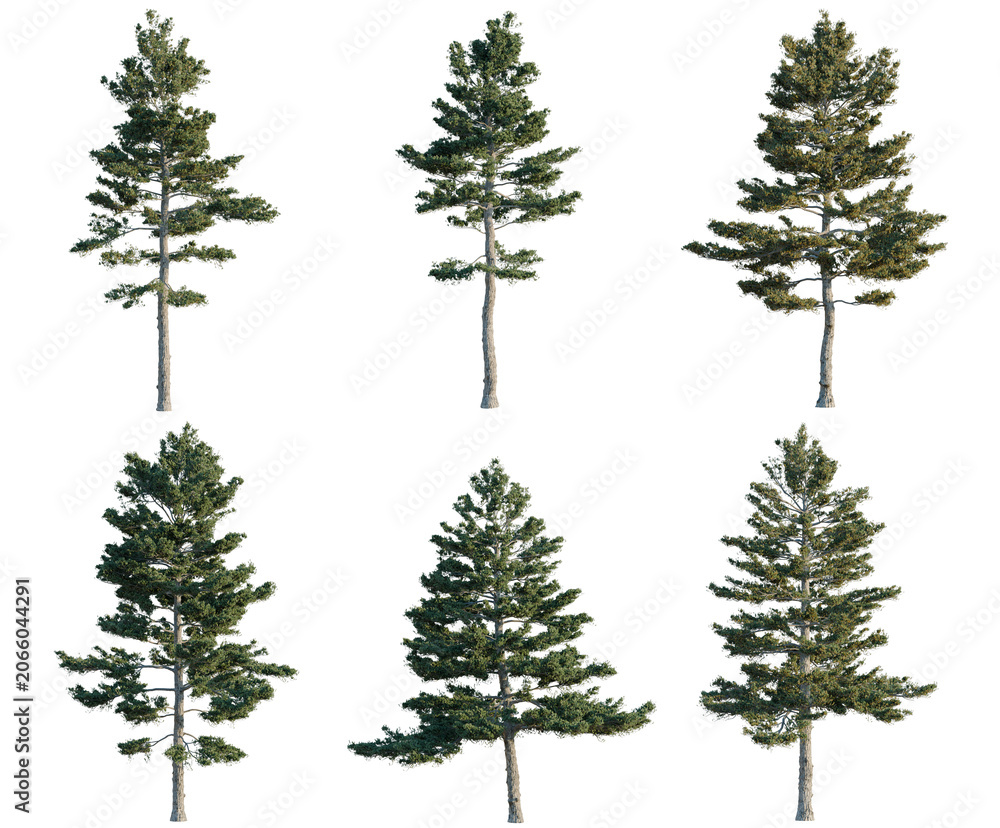 Naklejka premium Set of Pinus strobus tree, elevation, front view, cutout, transparent background, isolate, Six Evergreen Pine Trees with Alpha Channel - Ideal for Compositing and Digital Art Projects