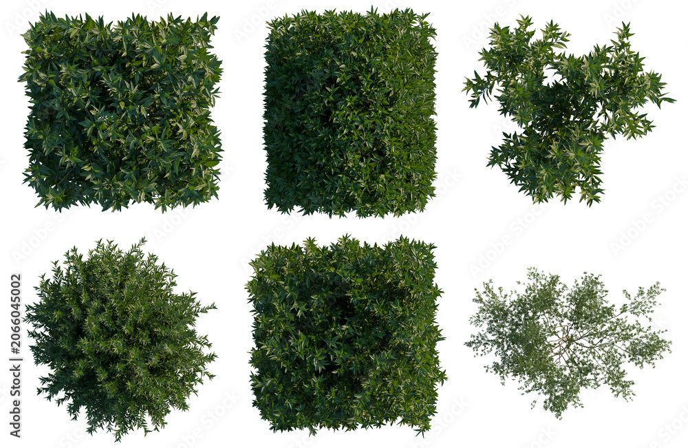 Obraz premium Set of Ligustrum vulgare tree plan, top view, cutout, transparent background, isolate, Assorted Green Bush Topiary Shapes - Perfect for Landscaping & Garden Design Visualizations