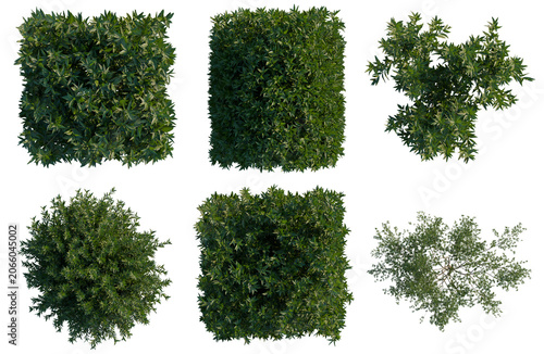 Set of  Ligustrum vulgare tree plan, top view, cutout, transparent background, isolate, Assorted Green Bush Topiary Shapes - Perfect for Landscaping & Garden Design Visualizations