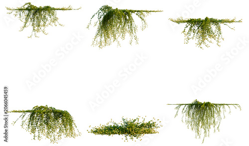 Fotografie Set of Lysimachia nummularia tree, elevation, front view, cutout, transparent ba