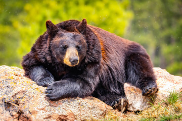 Large Black Bear Resting on Rock Portrait Close Up