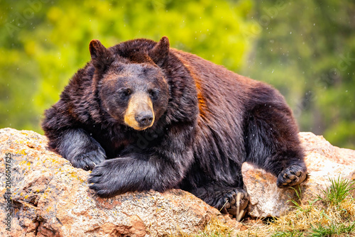 Fotografie Large Black Bear Resting on Rock Portrait Close Up