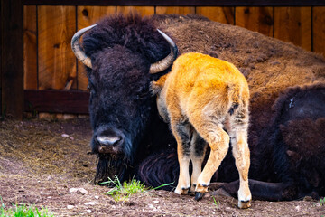 American Bison Cow and Calf Sheltering Together
