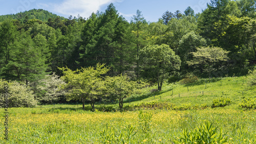 Tableau sur toile 日本：入笠山／ウマノアシガタが群生する風景／長野県伊那市・6月