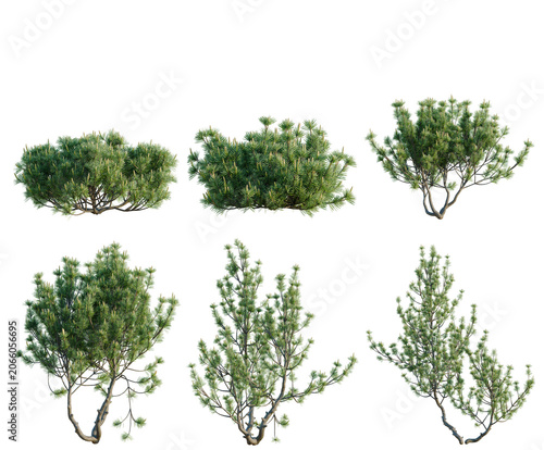 Set of Pinus mugo tree, elevation, front view, cutout, transparent background, isolate, Collection of evergreen trees with intricate branch structures - perfect for landscaping design elements.