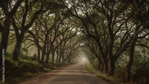 Beautiful forest scenery with a dirt road under tall trees