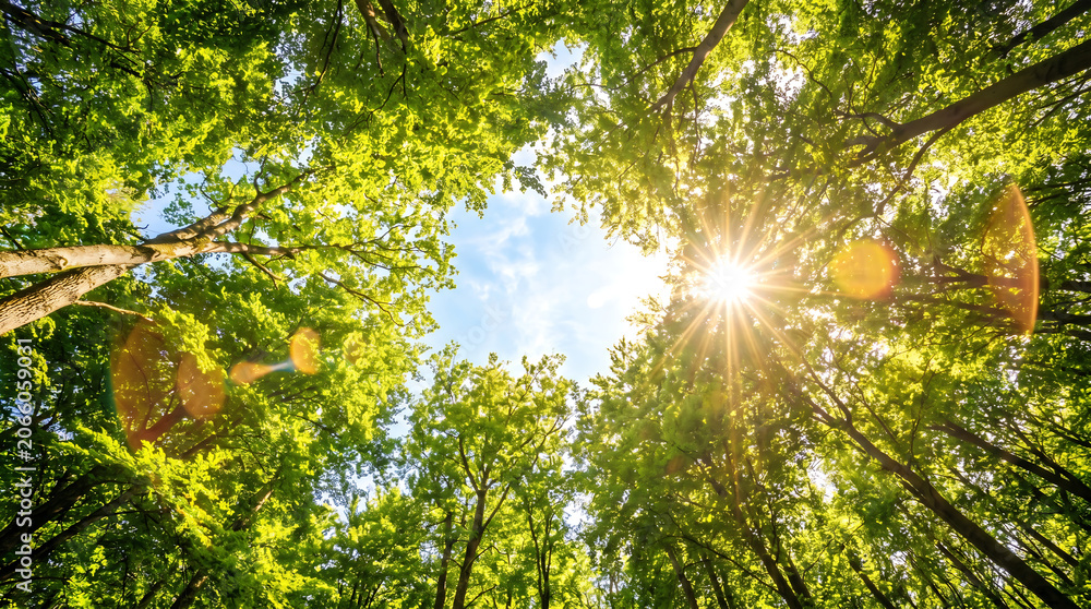 Fototapeta premium Bright sun rays shining through green forest canopy with blue sky background
