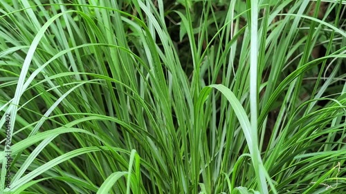 Close up of green ornamental grass blades swaying in the wind. Fresh lemongrass leaves texture background in a garden on a bright summer day.