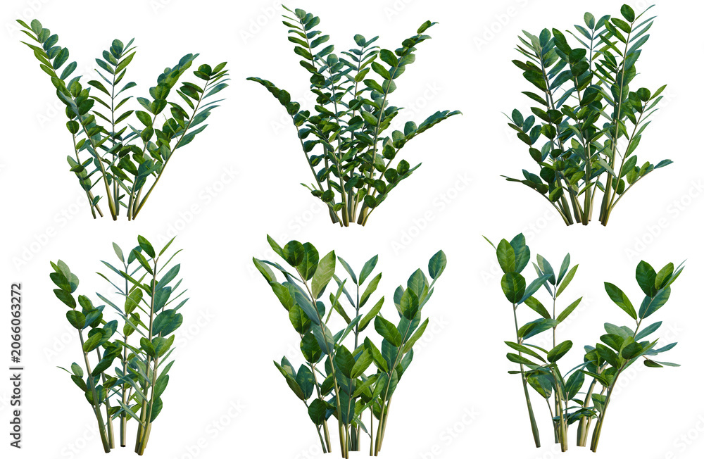 Obraz premium Set of Zamioculcas zamiifolia tree, elevation, front view, cutout, transparent background, isolate, Collection of ZZ Plants - Lush Green Foliage for Interior Design and Botanical Projects