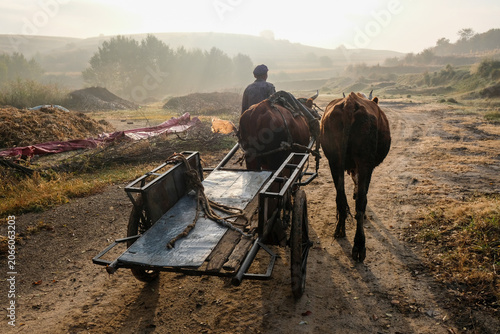 Foto Oxcart Driving Through a Field in Shenchi County, Xinzhou City, Shanxi Province,