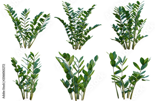 Set of Zamioculcas zamiifolia tree, elevation, front view, cutout, transparent background, isolate, Collection of ZZ Plants - Lush Green Foliage for Interior Design and Botanical Projects