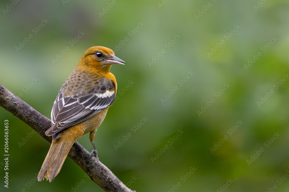 Fototapeta premium Streak-backed oriole (Icterus pustulatus) perched on a thick diagonal branch, Costa Rica.