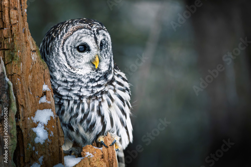 Barred Owl perched on a snow-dusted tree trunk in Ontario, Canada