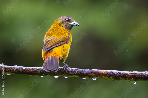 Female scarlet-rumped tanager perched on a wet branch in the rain, wild Ramphocelus passerinii bird portrait in the jungle of Costa Rica.