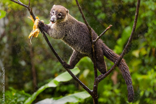 Bild auf Leinwand White-nosed Coati (Nasua narica) eating a banana on a branch in the rain, Puntarenas, Costa Rica