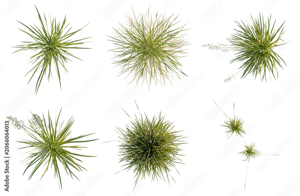 Obraz premium Set of Koeleria macrantha tree plan, top view, cutout, transparent background, isolate, Collection of various spiky ornamental plants for landscaping design and botanical illustration.