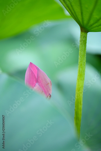 Canvas Print Lotus Flowers in Full Bloom in Summer at a Pond in Jinshan District, Shanghai, C