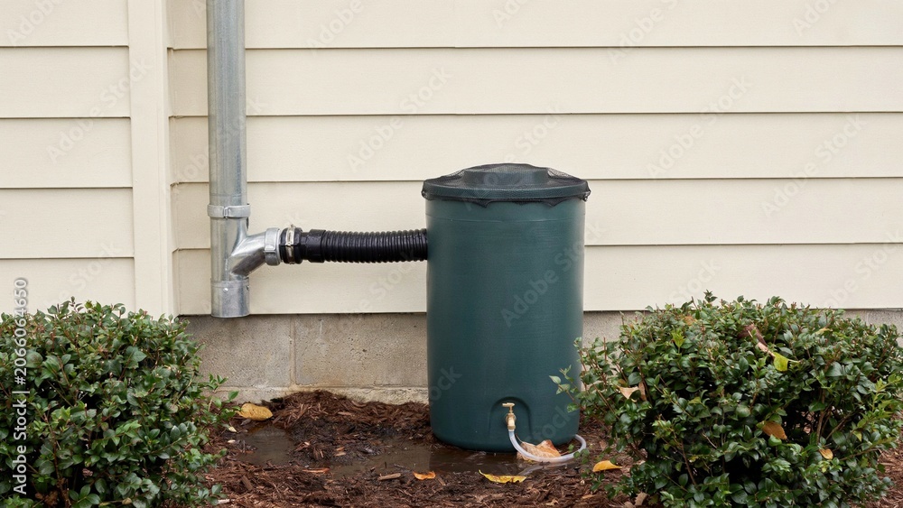 Obraz premium Green rain barrel connects to a metal downspout to capture storm water run-off from the side of a residential home.