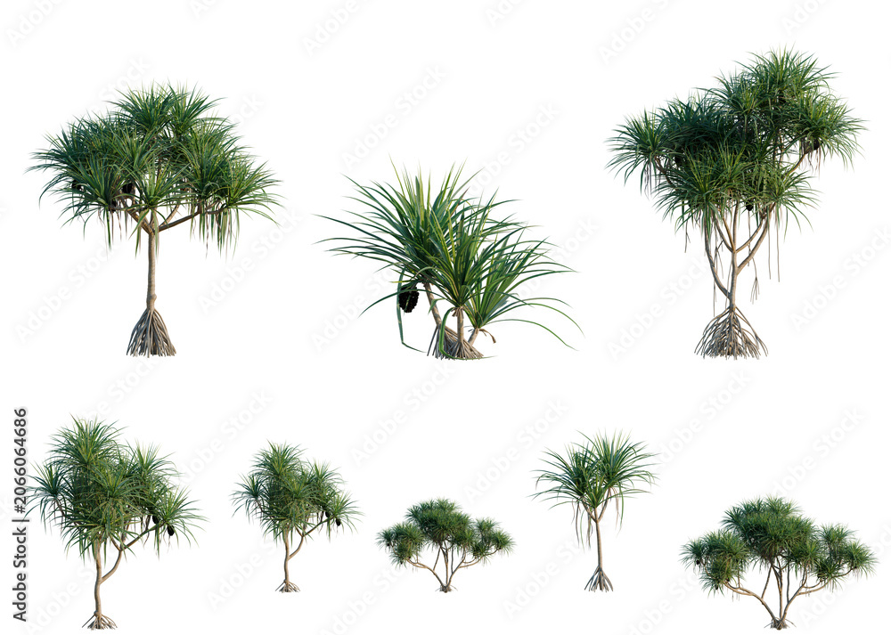 Fototapeta premium Set of Pandanus tectorius tree, elevation, front view, cutout, transparent background, isolate, Collection of Pandanus Trees with Aerial Roots - Perfect for Tropical Landscape Design and Illustration