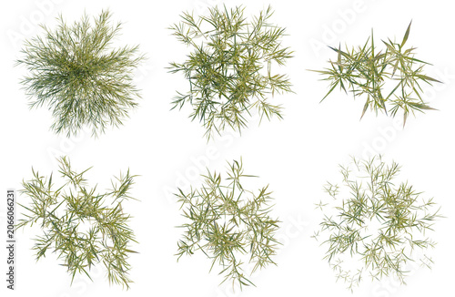 Set of  Pogonatherum crinitum tree plan, top view, cutout, transparent background, isolate, Collection of Green Bush Branches - Isolated on Transparent Background for Design Use