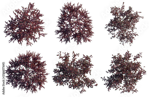 Set of  Malus spectabilis tree plan, top view, cutout, transparent background, isolate, Six Different Small Ornamental Trees - Vector Graphic Elements for Landscape Design