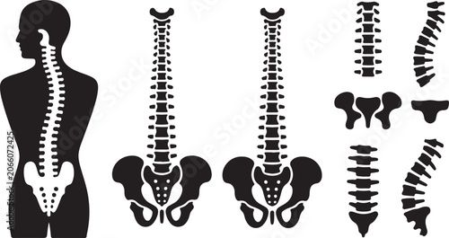 Obraz na plátně Human spine and pelvis vector illustration