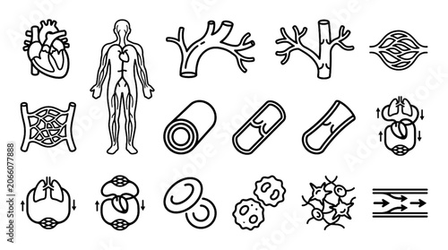 Photos Human Anatomy Vector Icon Set with Arteries Veins Blood Vessels and Circulatory