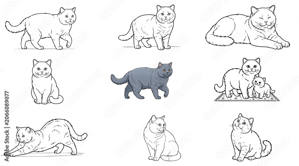 Fototapeta premium British Shorthair cat vector set. Collection of cute line art and colored cat characters in various poses—walking, sitting, stretching, and mother with a kitten. Isolated on white background.
