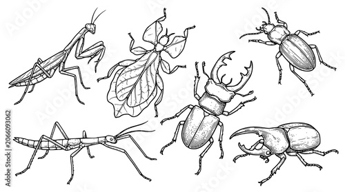 Bild auf Leinwand Vintage Natural History Insect Outline Collection with Praying Mantis Leaf Bug S