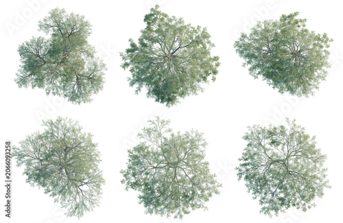 Set of  Willow acacia tree plan, top view, cutout, transparent background, isolate, Aerial view of various tree canopies - digital illustration for landscape design