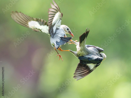 Foto Two glossy starlings fighting mid air with wings spread and claws extended