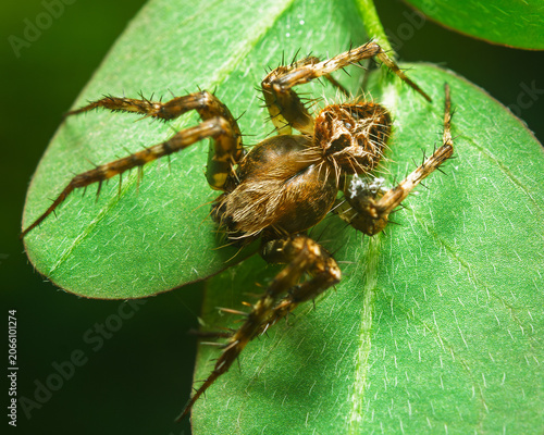 Detailed brown spiky spider resting on a vibrant green leaf in a tropical natural habitat, captured in sharp macro photography.