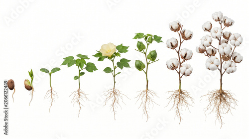 Foto Cotton Plant Growth Stages Life Cycle White Background.
