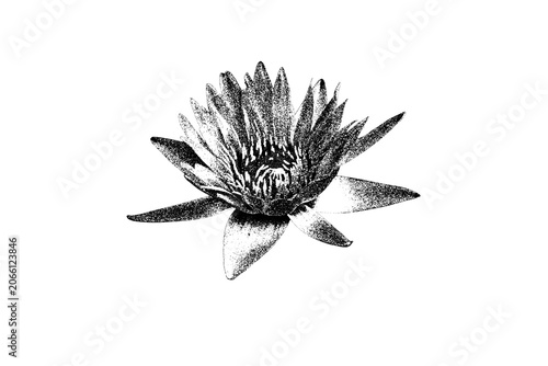 Canvas Print Water Lily Flower In Black And White Isolated On Transparent Background