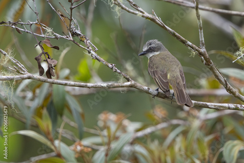 Fotografie gray-capped flycatcher perched on a branch