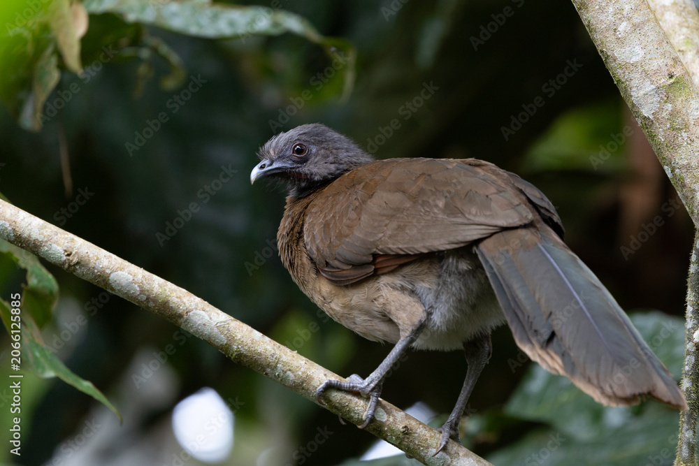 Fototapeta premium Grey headed chachalaca on a branch
