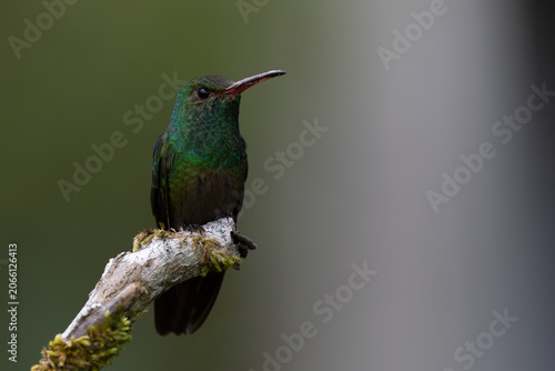 Rufous-tailed hummingbird perched on a branch