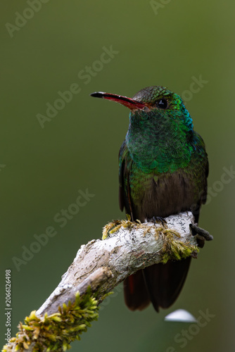 Εκτύπωση καμβά Rufous-tailed hummingbird perched on a branch