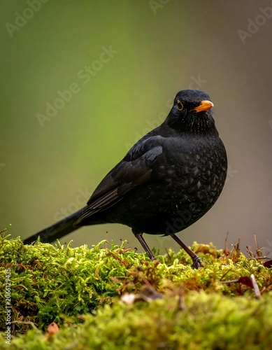 A black bird with an orange beak standing on green moss