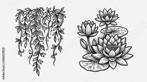 Botanical Illustration: Hanging Vines and Water Lilies