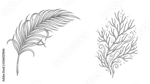 Elegant Feather and Coral Branch Illustrations, Hand-Drawn Style