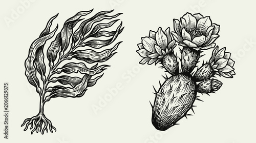 Kelp and Cactus Blossom Illustrations - Contrasting Nature Elements