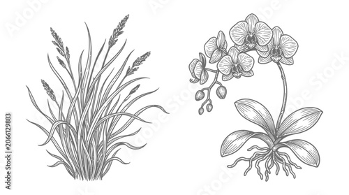 Orchid Flower and Grass Illustration