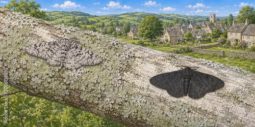 Light and Dark Peppered Moths Resting on a Lichen Covered Tree Branch