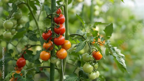 Fresh ripe and unripe tomatoes growing on vine in garden with green leaves and blurred background perfect for agriculture or healthy eating concepts and advertising