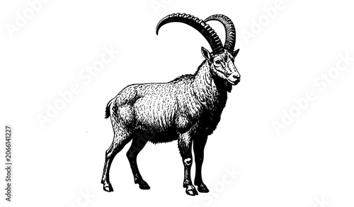 Konstfotografi Vintage mountain goat wildlife engraving vector with detailed etched linework